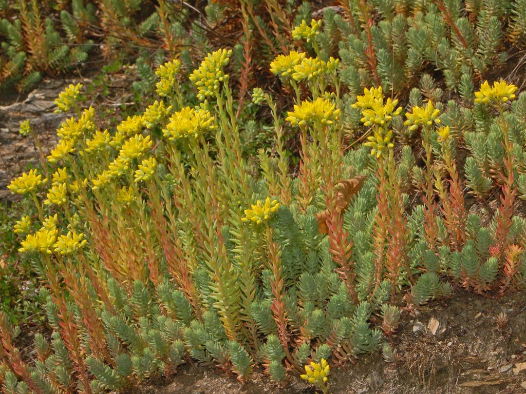 Petrosedum rupestre (=Sedum rupestre) / Borracina rupestre